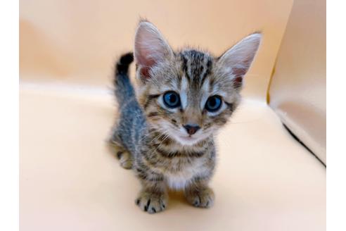 成約済の東京都のジェネッタ-28451の8枚目