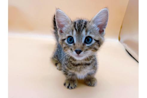 成約済の東京都のジェネッタ-28451の1枚目