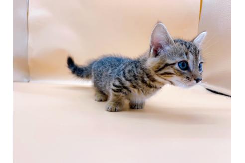 成約済の東京都のジェネッタ-28451の3枚目