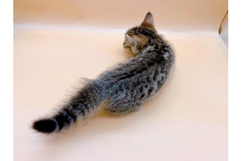 成約済の東京都のジェネッタ-28451の4枚目