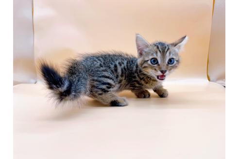 成約済の東京都のジェネッタ-28451の5枚目