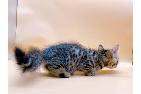 成約済の東京都のジェネッタ-28451の6枚目