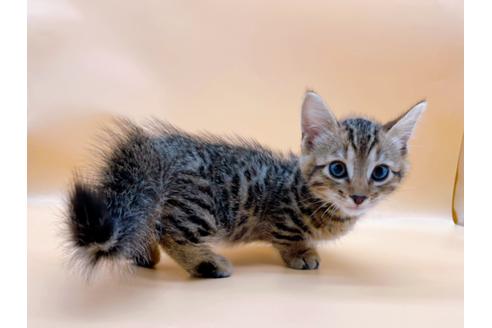 成約済の東京都のジェネッタ-28451の7枚目