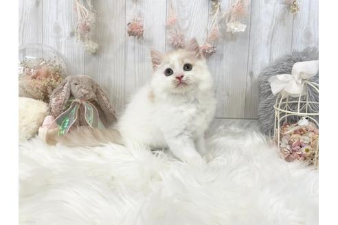 成約済の大阪府のマンチカン-26997の7枚目