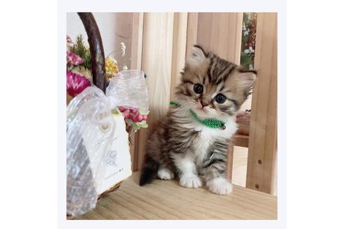 成約済の長野県のミヌエット-28548の1枚目