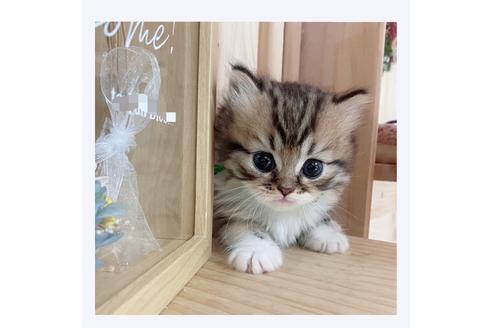 成約済の長野県のミヌエット-28548の5枚目