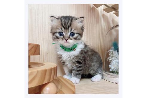 成約済の長野県のミヌエット-28548の2枚目