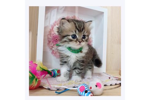 成約済の長野県のミヌエット-28548の3枚目