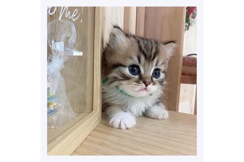 成約済の長野県のミヌエット-28548の4枚目