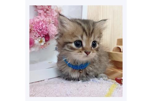 成約済の長野県のミヌエット-28553の2枚目