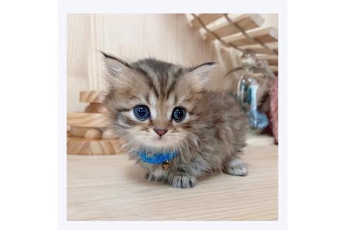 成約済の長野県のミヌエット-28553の4枚目