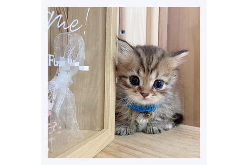 成約済の長野県のミヌエット-28553の3枚目