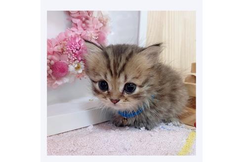 成約済の長野県のミヌエット-28553の1枚目