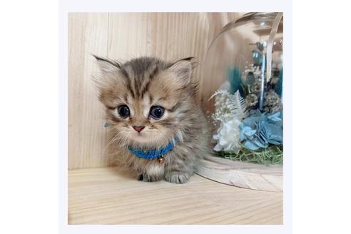 成約済の長野県のミヌエット-28553の5枚目