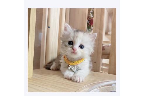 成約済の長野県のミヌエット-28556の1枚目