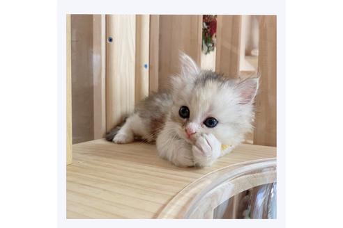 成約済の長野県のミヌエット-28556の3枚目