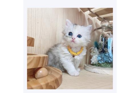 成約済の長野県のミヌエット-28556の2枚目