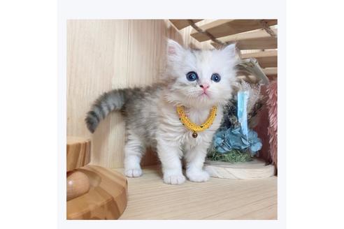 成約済の長野県のミヌエット-28556の4枚目