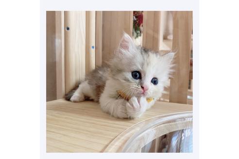 成約済の長野県のミヌエット-28556の5枚目