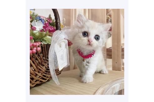 成約済の長野県のミヌエット-28572の3枚目