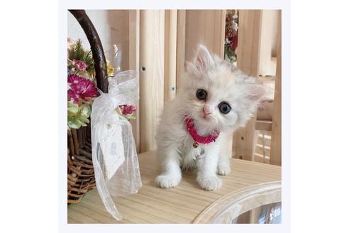 成約済の長野県のミヌエット-28572の4枚目