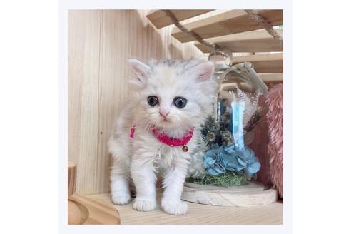 成約済の長野県のミヌエット-28572の5枚目