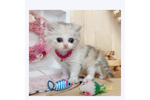 成約済の長野県のミヌエット-28572の2枚目