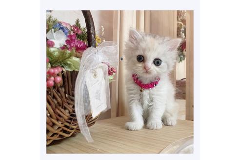 成約済の長野県のミヌエット-28572の1枚目