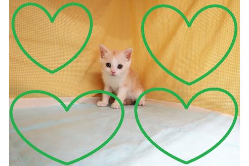 成約済の東京都のアメリカンショートヘア-28656の1枚目