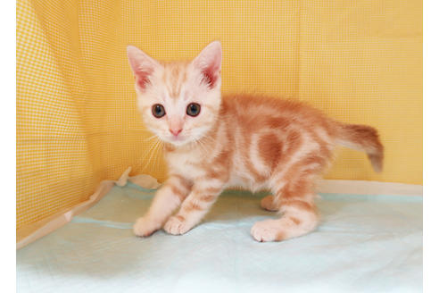 成約済の東京都のアメリカンショートヘア-28656の2枚目