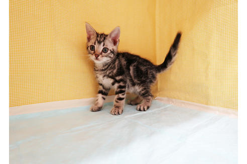 成約済の東京都のアメリカンショートヘア-28657の2枚目