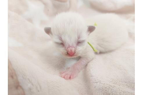 成約済の千葉県のラグドール-28699の10枚目