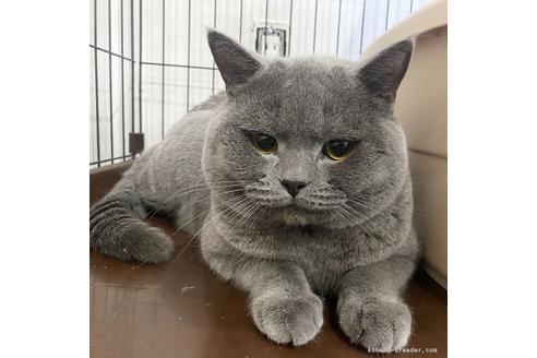 の大阪府の-