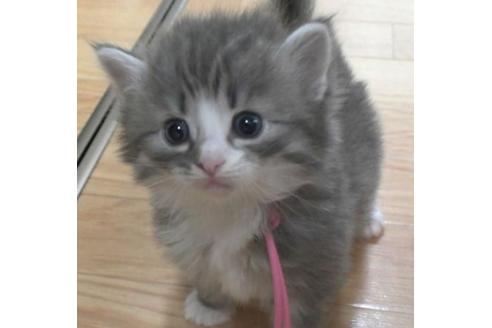 成約済の茨城県のノルウェージャンフォレストキャット-28738の3枚目