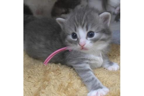 成約済の茨城県のノルウェージャンフォレストキャット-28738の4枚目