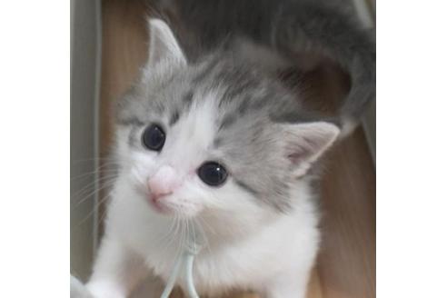 成約済の茨城県のノルウェージャンフォレストキャット-28741の3枚目