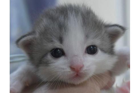 成約済の茨城県のノルウェージャンフォレストキャット-28741の4枚目