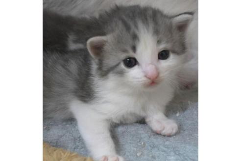 成約済の茨城県のノルウェージャンフォレストキャット-28741の5枚目