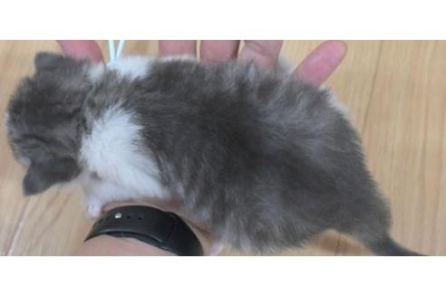 成約済の茨城県のノルウェージャンフォレストキャット-28741の6枚目