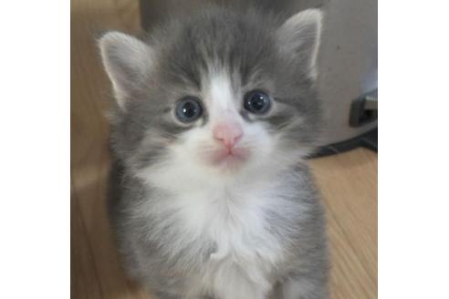 成約済の茨城県のノルウェージャンフォレストキャット-28743の4枚目