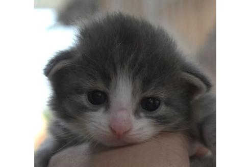 成約済の茨城県のノルウェージャンフォレストキャット-28743の2枚目