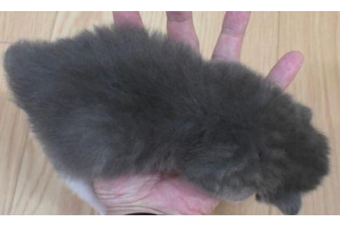 成約済の茨城県のノルウェージャンフォレストキャット-28743の3枚目