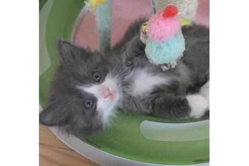 成約済の茨城県のノルウェージャンフォレストキャット-28744の5枚目