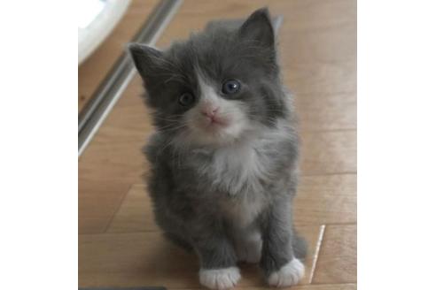 成約済の茨城県のノルウェージャンフォレストキャット-28744の6枚目