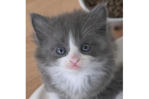 成約済の茨城県のノルウェージャンフォレストキャット-28744の7枚目