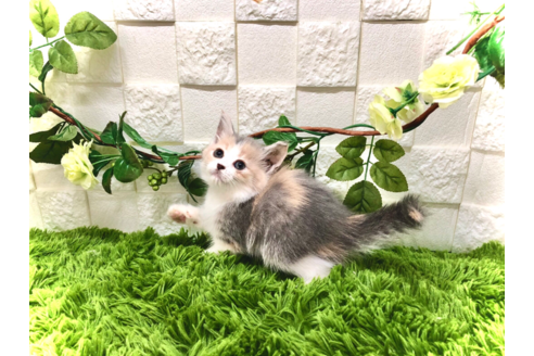 成約済の埼玉県のスコティッシュフォールド-28812の3枚目