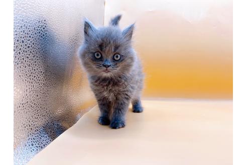 成約済の東京都のその他の猫種-28832の10枚目