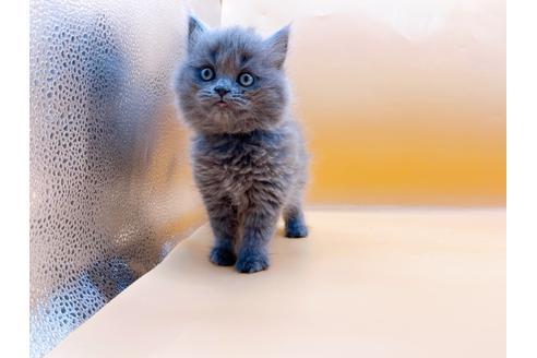 成約済の東京都のその他の猫種-28832の11枚目