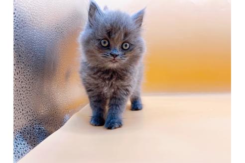 成約済の東京都のその他の猫種-28832の12枚目