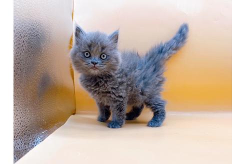 成約済の東京都のその他の猫種-28832の13枚目